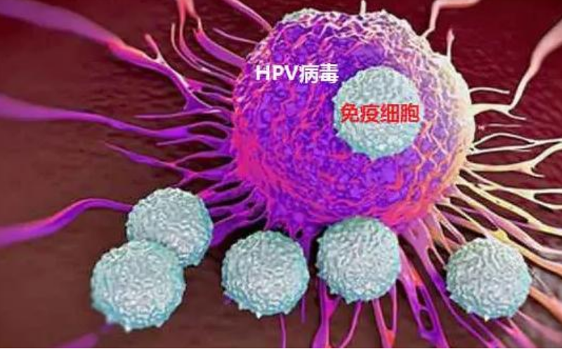 hpv18阳性能转阴吗